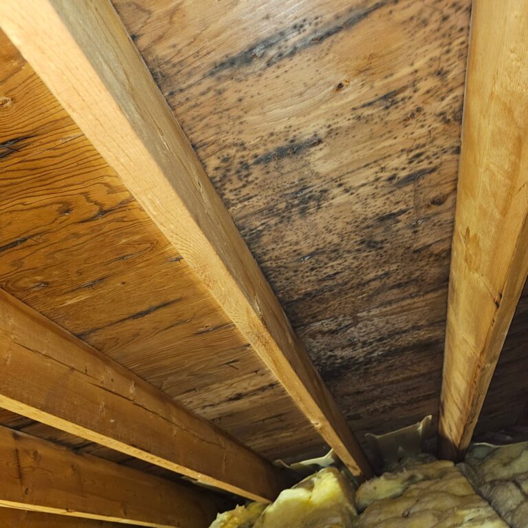 Mold Testing Near Me