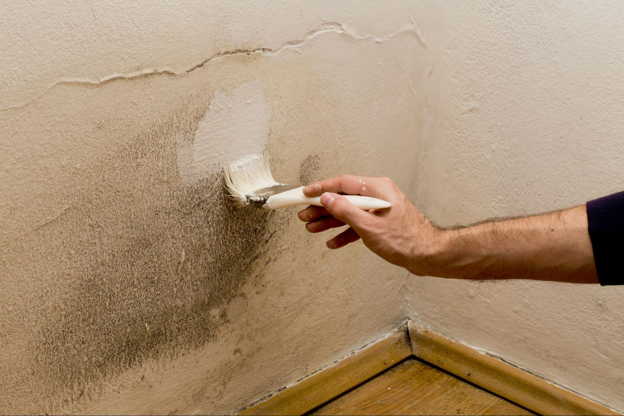 paint over mold