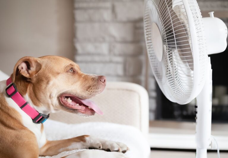Indoor Mold Growth