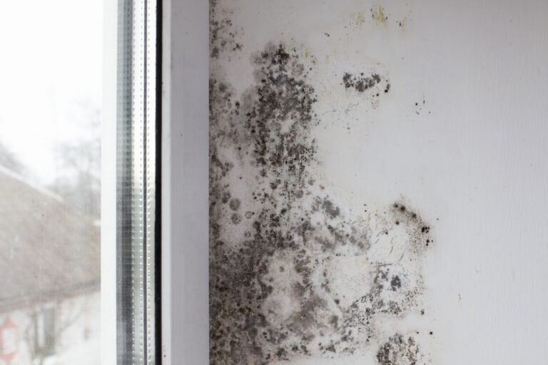 What Does Mold Smell Like?