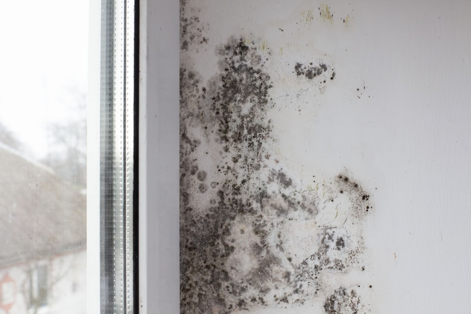 What Does Mold Smell Like?