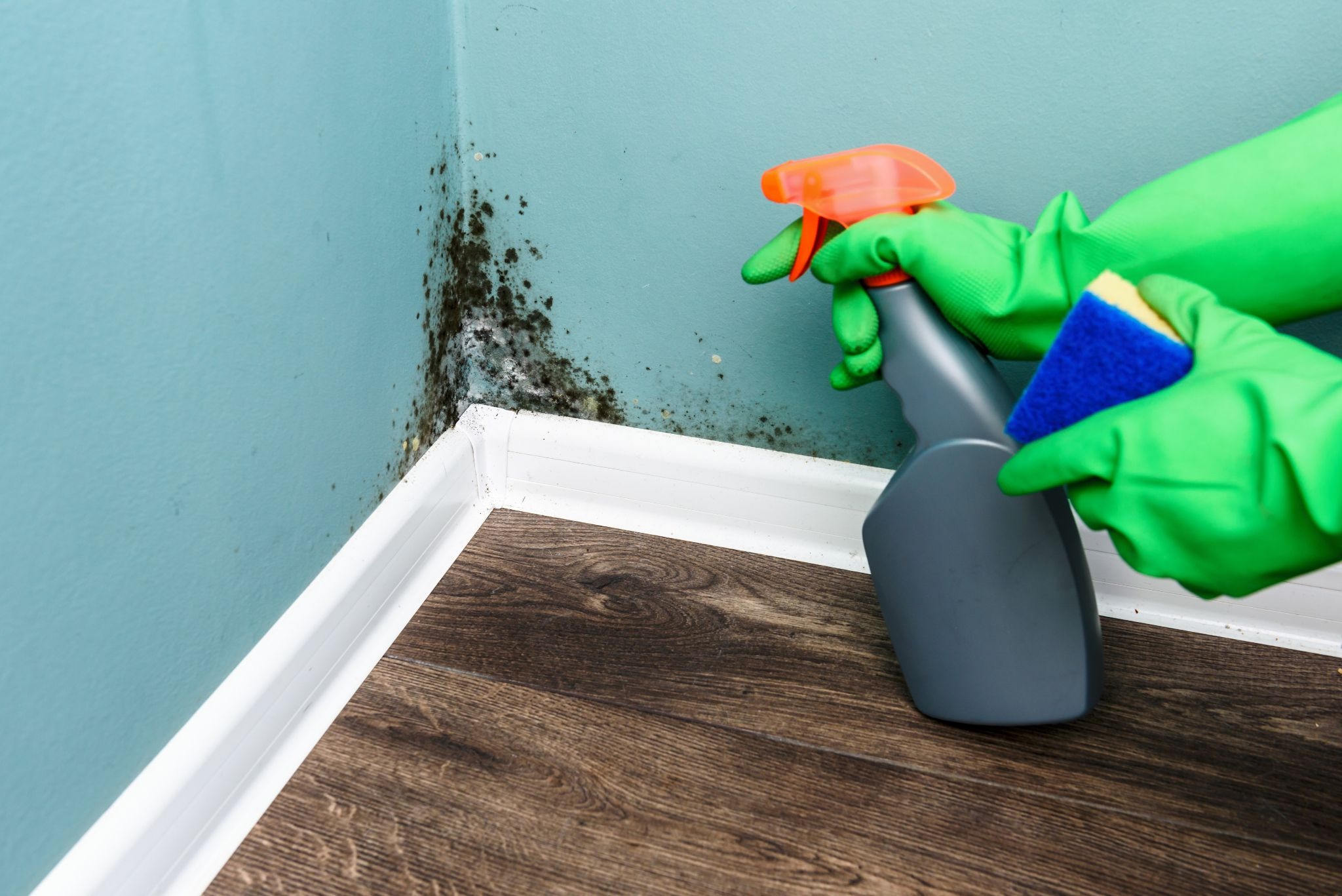 Mold Remover Sprays