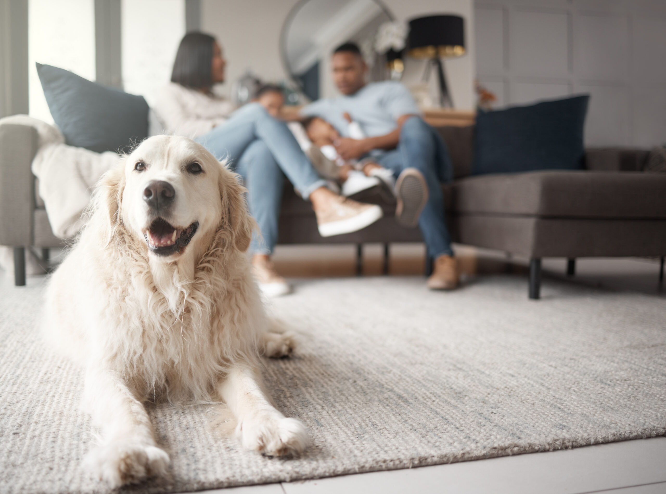 A golden retriever lies on the carpeted ground in front of a sofa on which a man, woman, and two children sit.