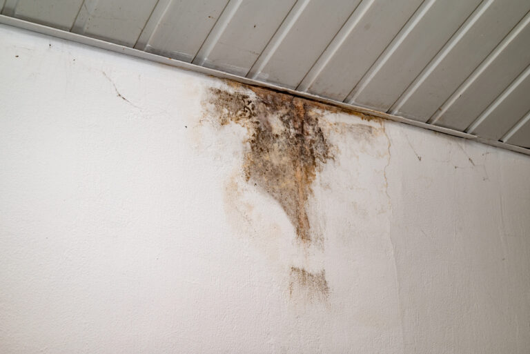 In a garage, mold grows on a wall near the ceiling as a result of water damage