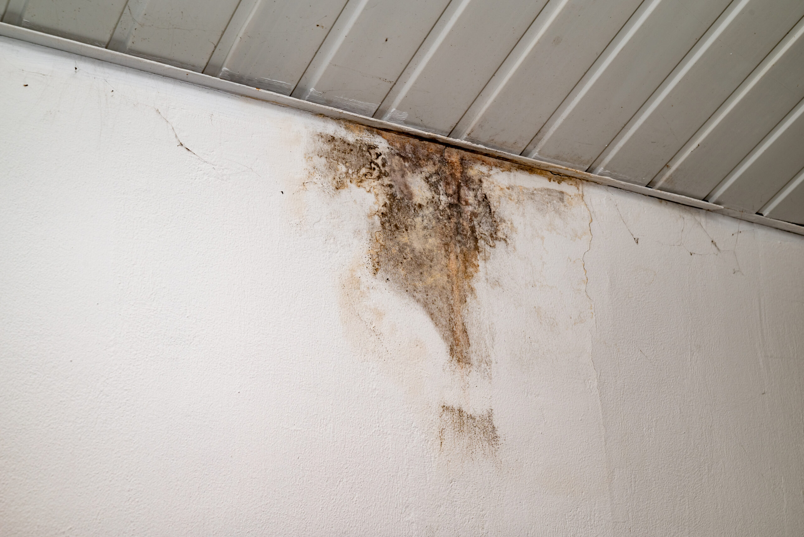 In a garage, mold grows on a wall near the ceiling as a result of water damage